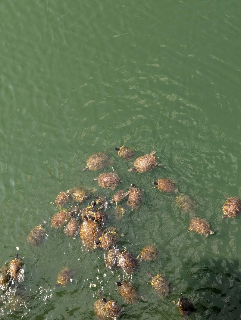 Condo Turtles