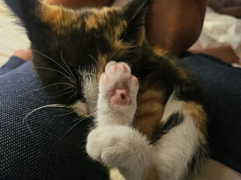 Cats Paw