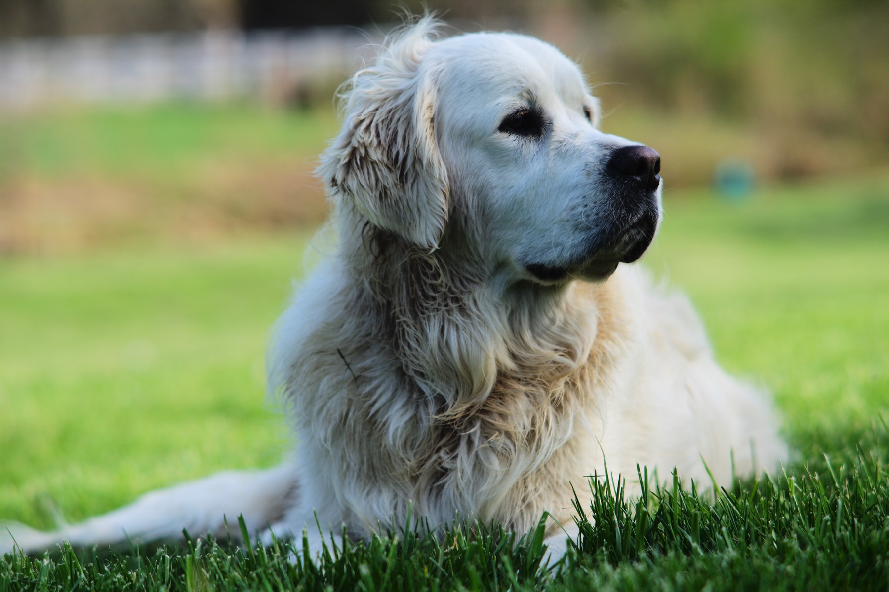 summer dog