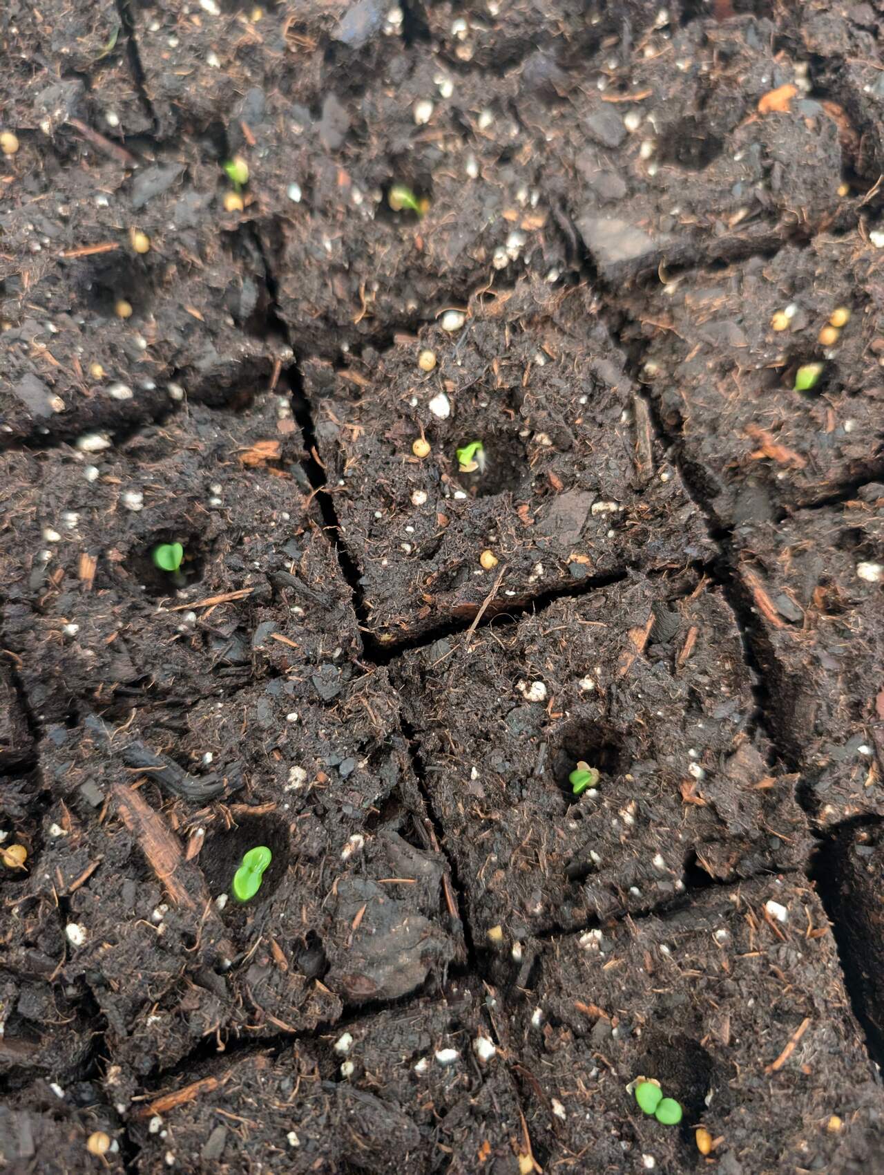 PXL_20250119_203921699_med